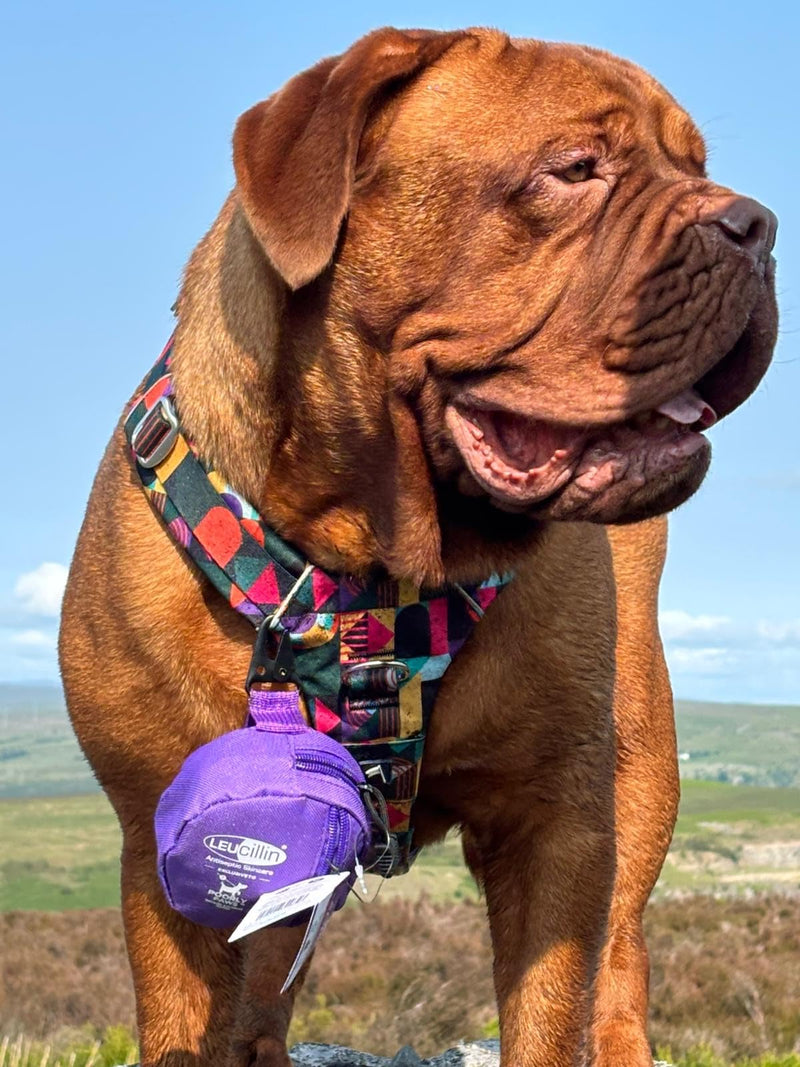 Leucillin Dog First Aid Kit & 30ml Leucillin Antiseptic Spray - Travel Size Mini First Aid Kit for Dogs, Ideal for Walking, Camping, Cars, Paw Emergency, Cats and All Other Pets