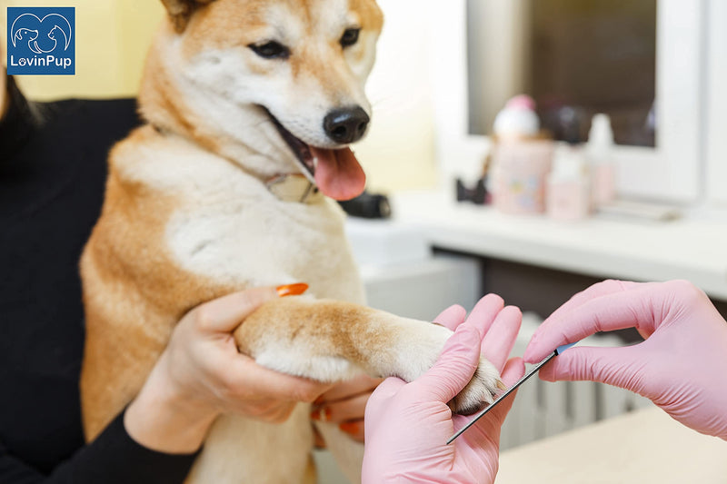 Dog Nail Filer, Professional Nail Grooming Tool, Dog and Cat Nail Files, for Smoothing Rough Edges of Pet’s Nails, Best Nail Filer for Small/Large Dogs & Cats (1 Dog Nail Filer) 1 Dog Nail Filer - BeesActive Australia