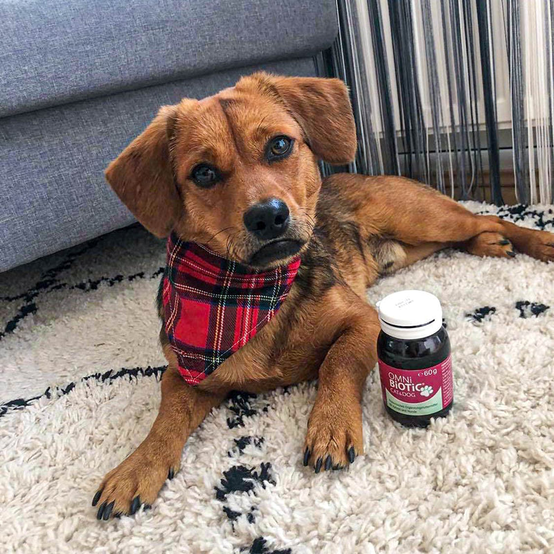 OMNi BiOTiC CAT & DOG | 60g | 2 bacterial strains | up to 7.5 billion germs per daily dose | powder | Probiotic supplementary food for dogs and cats - BeesActive Australia