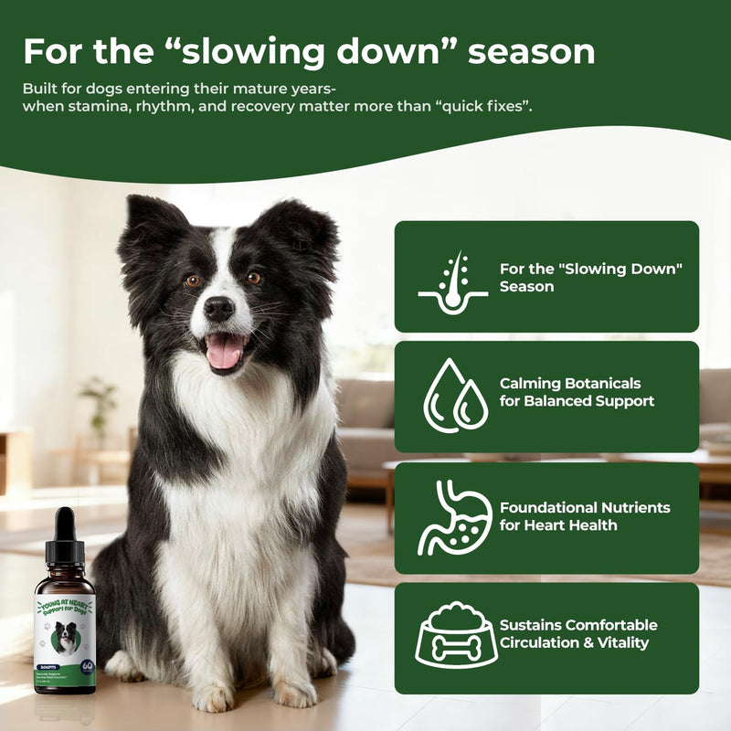 Young Heart for Dogs – Senior Cardiovascular Support Liquid with Hawthorn, Taurine & L-Carnitine, Easy-to-Serve Drops, 2 fl oz (60 mL)