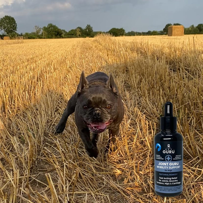 Joint Guru - Mobility Supplement for Dogs, 100ml - Natural Daily Support with Glucosamine & Devils Claw - Reduces Inflammation - Promotes Flexibility - Dog Health Hip & Joint Care