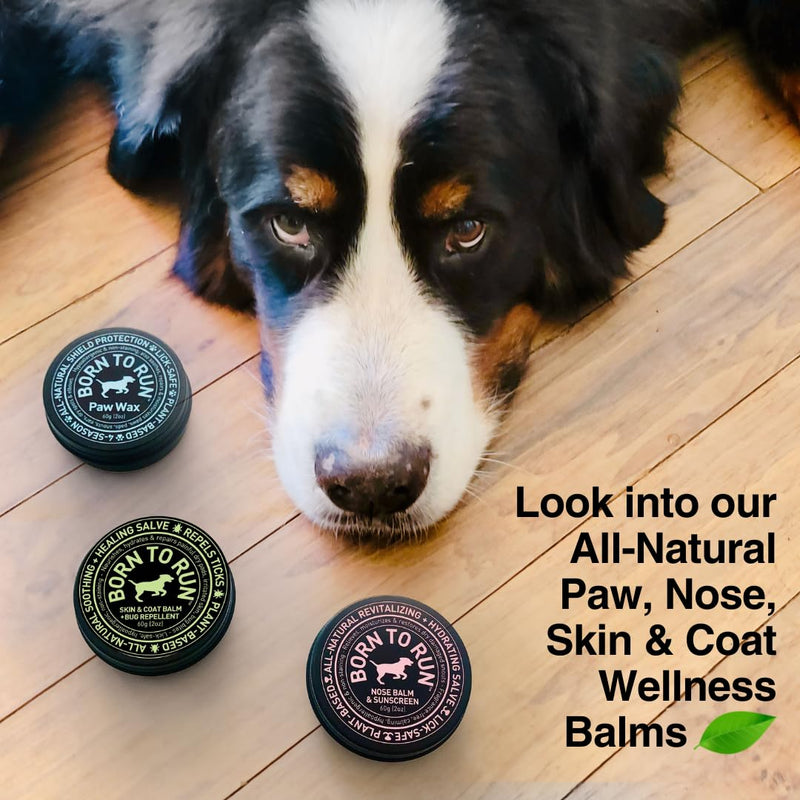 Born To Run Dog Nose Balm | Dry Cracked Chapped Snout Soother | Moisturizes Heals Natural Sunscreen & Cold Winter Protection | Hyperkeratosis Relief Plant-Based Fragrance-Free Lick Safe Nose Cream 2oz - PawsPlanet Australia