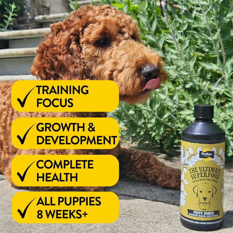 Proflax Natural Puppy Power Supplement, 100ml - Supports Healthy Bones, Joints, Skin & Heart for Puppies - Includes Calming Properties to Support Behaviour & Training - Fast Acting & Vet Approved