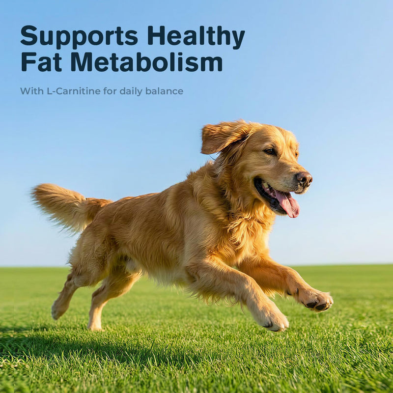 Lipoma Treatment for Dogs, L-Carnitine & Mushroom Soft Chews for Lumps and Bumps, Supports Fat Metabolism, Immune & Cellular Wellness, Omega-3 & CoQ10 Dog Supplement