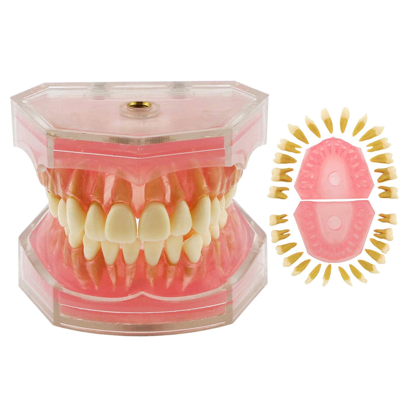 Dental Demonstration Teeth Model - Standard Study Teaching Dental Mode with All Removable Teeth #4004 Silica Gel Material Soft and Bendable Teeth Typodonts - BeesActive Australia
