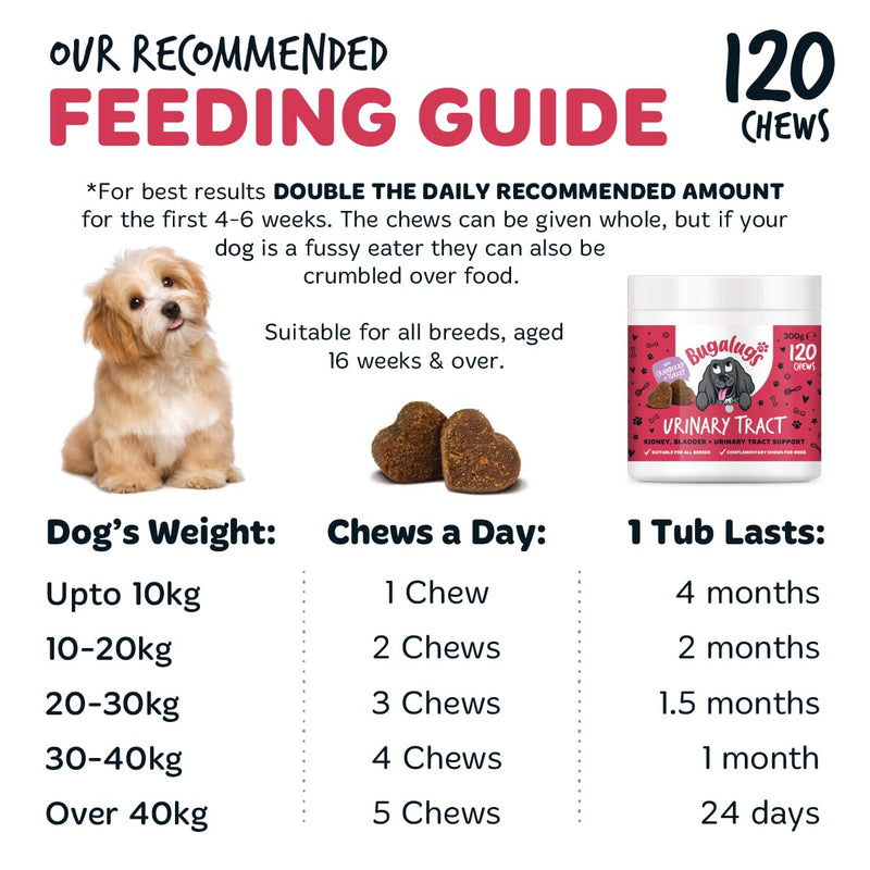 Bugalugs Urinary Tract Dog Chews helps stop dogs urinating in house & dog incontinence. supports UTI, Bladder & Kidney with Cranberry, D-Mannose & Marshmallow root. Grain free dog treats -120 chews