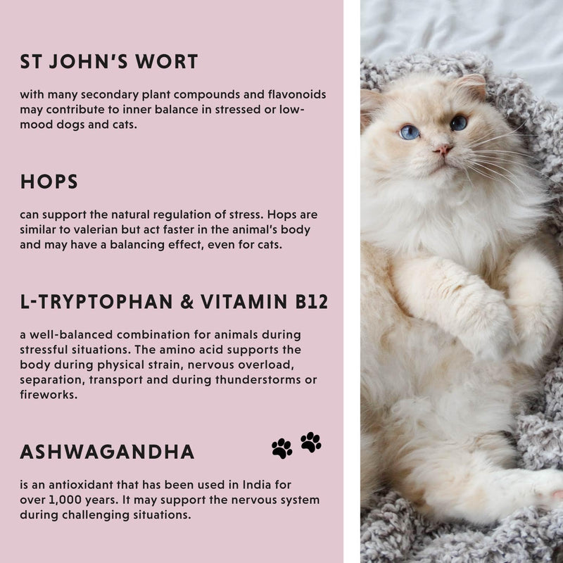 Annimally Relax Liquid for Dogs & Cats 250 ml - Daily Pet Supplement with L-Tryptophan, Moringa, Ashwagandha, Magnesium, Passion Flower, St John’s Wort & Hops, Made in Germany