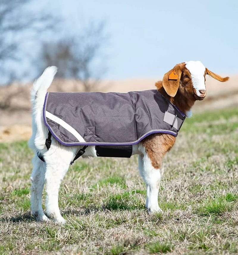 Horseware Ireland Breathable Waterproof Windproof Cold Weather Adjustable Goat Coat (100g Fill) Excalibur/Silver/Strong Blue/Black XX-Large - BeesActive Australia