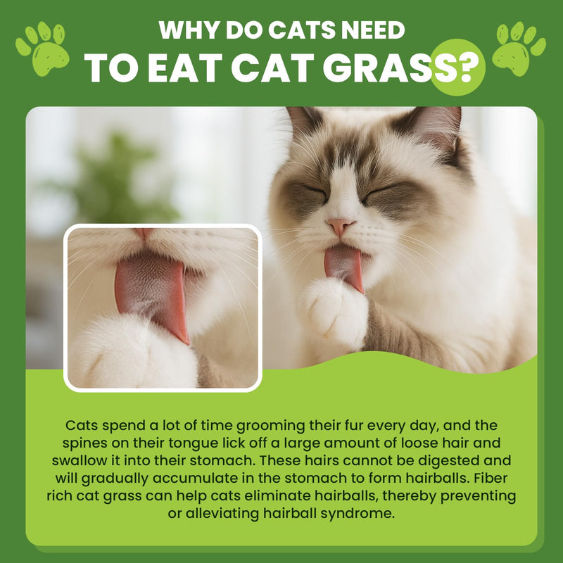 Cat Grass Sticks, 60 g Cat Grass Teething Stick and 50 g Cats Treats, Natural Dental Chews for Teeth Cleaning & Hairball Relief Teething Sticks for Indoor Cats Grain-Free 110 g
