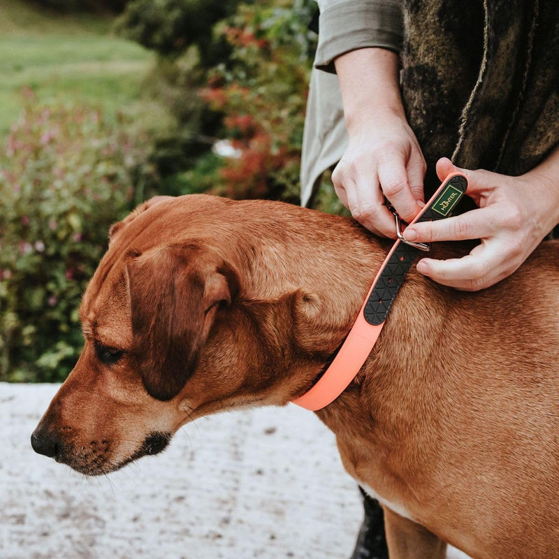 HUNTER CONVENIENCE COMFORT Dog Collar, Plastic Material, Neoprene, 55 M-L, Neon Orange