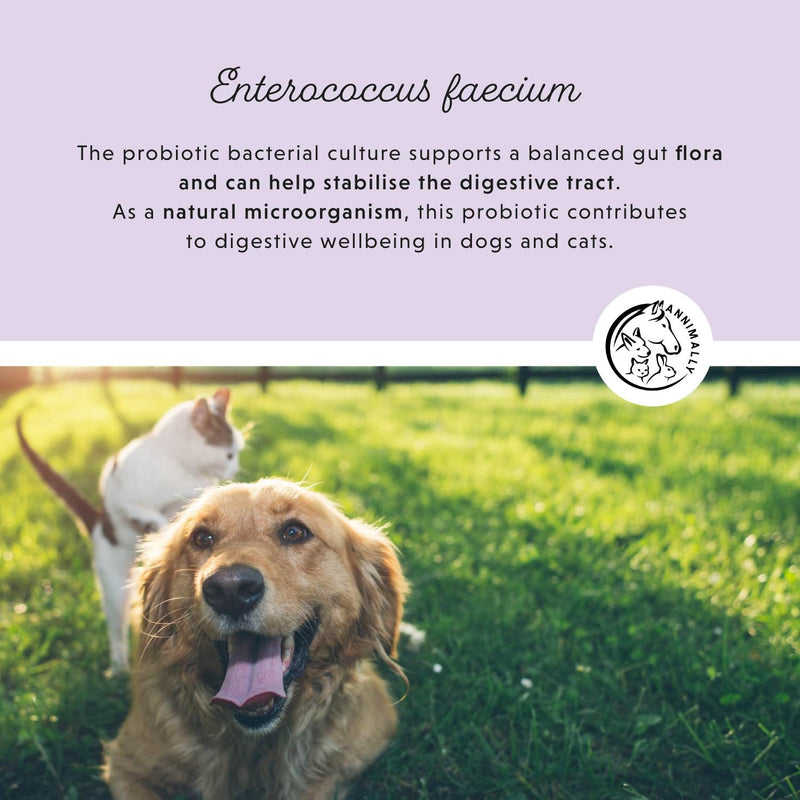Annimally Colon Vital Powder for Dogs 250 g - Daily Digestive Supplement with Enterococcus faecium, Prebiotics, Chicory, Jerusalem Artichoke, Apple Pomace & Yeast, Made in Germany