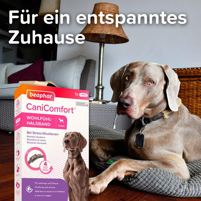 BEAPHAR - CaniComfort® feel-good collar - for dogs of all breeds and ages - pheromone technology - calms in stressful situations - for on the go and at home - works for 4 weeks - 65cm - gray 65 cm - BeesActive Australia