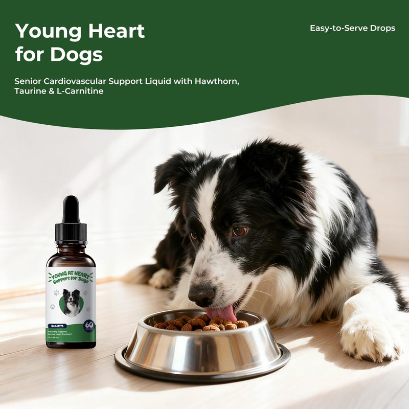 Young Heart for Dogs – Senior Cardiovascular Support Liquid with Hawthorn, Taurine & L-Carnitine, Easy-to-Serve Drops, 2 fl oz (60 mL)