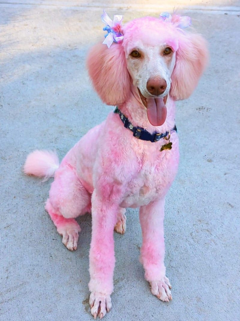 Magic Color Shampoos (Pink). Semi-Permanent Pet Hair Coloring Shampoo, Safe and Gentle Ammonia and Paraben Free Hair Dye Shampoo, Non-Toxic Coloring Shampoo for All Pets Can be Bathed. Pink - PawsPlanet Australia