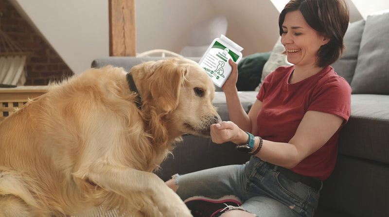 Probiotics for Dogs – 5-Strain 2 Billion CFU + Digestive Enzymes & Prebiotics | Gut Health, Firm Stools, Less Gas & Bloating | Full B-Complex Vitamins in One Tablet | Chicken Flavor | UK GMP | 120 Ct