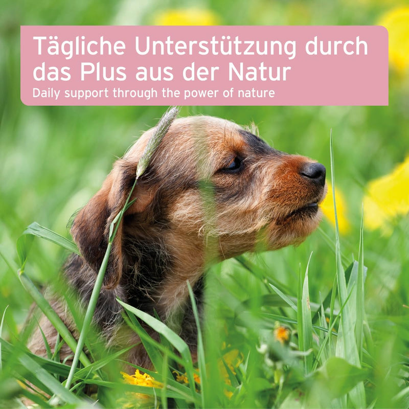 AniForte Bladder Formula for Dogs 100 g - Walk Less, Supports Bladder Function for Bladder Weakness, Incontinence, Urine Leakage & Urine Loss - BeesActive Australia