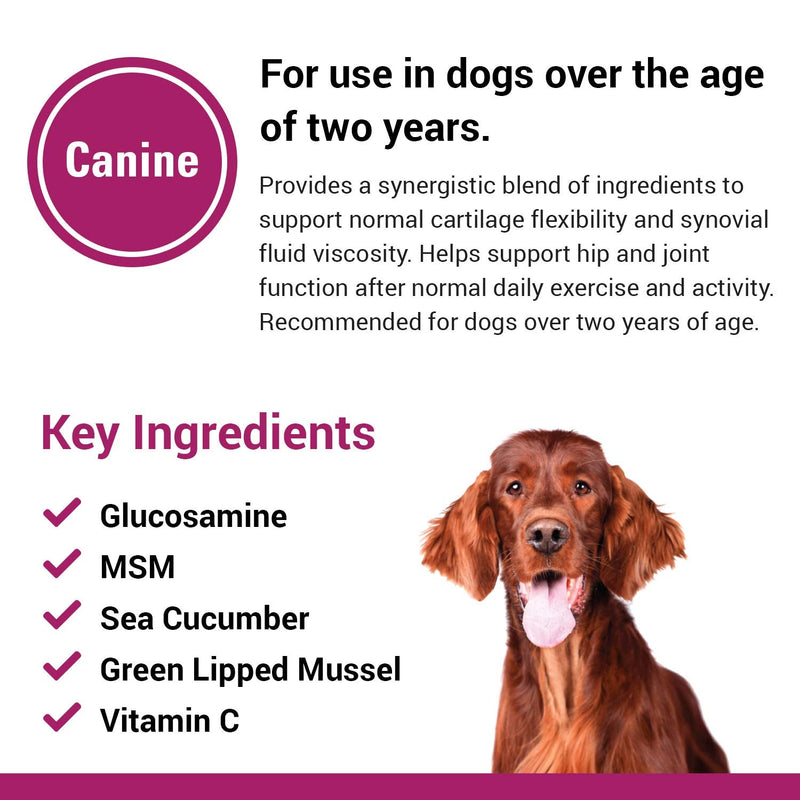 Vet Classics Joint Support Plus Dog Supplement - Hip Health Supplement for Dogs – Alleviates Aches and Discomfort - For Flexibility, Healthy Joint Function in Canines – Antioxidants – 120 Soft Chews - BeesActive Australia