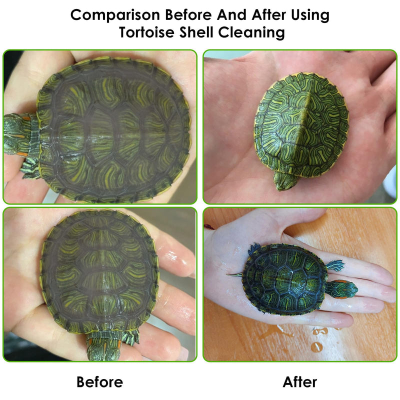 Amaxiu Turtle Brush, Turtle Exfoliate Brush with Suction Cup Turtle Scrub Brush for Shell Tortoises Back Scratches BrushTurtle Brush Green for Remove Turtle Shell Scutes Mud Dirt - BeesActive Australia