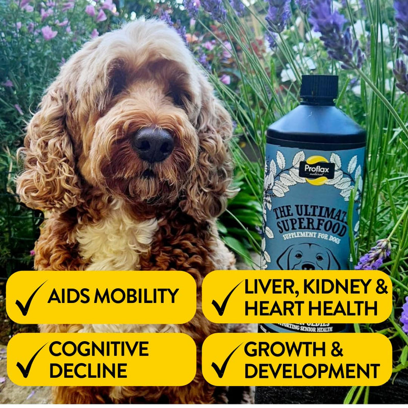 Proflax Golden Oldies Senior Support for Dogs – Mobility, Brain Function & Vitality for Ageing Dogs - 250ml