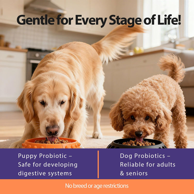 Probiotics for Dogs - Dog Probiotics Powder for Digestive Health, Gut Support, & Immune Boost – Maximum Potency with Digestive Enzymes & Prebiotics - 60Grams 1
