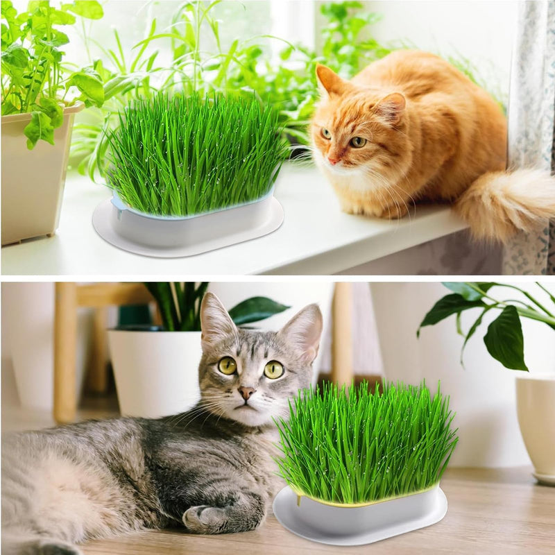 TYXJJ-BF Catnip Seeds, 2 Catnip Seeds for Cats, Stimulating and Digestive, Suitable for All Cats (Seeds - 10-15cm) - BeesActive Australia