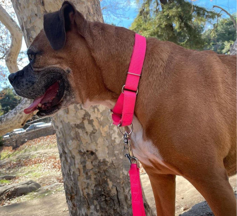 Country Brook Petz 1" Wide Heavy-Duty Nylon Leash for Dogs - Traditional Style Durable Leash with Easy-to-Use Snap - Made in The USA, Hot Pink, 6 Foot 6 Foot X 1 Inch Wide (Pack of 1) - BeesActive Australia