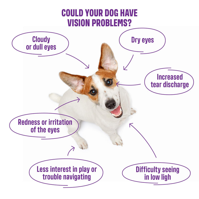 ivvi Vision – Eye Care Snacks for Dogs | With DHA, Astaxanthin, Blueberry & Eyebright | Supports Eye Comfort & Retina Function | 60 Soft Treats (270 g)