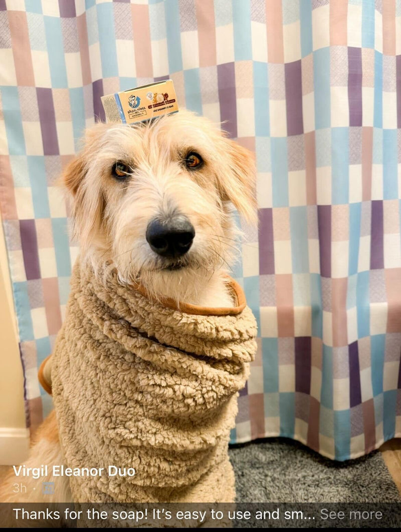 Shameless Pets Dog Shampoo for Itchy Skin, Sandalwood Scent, Made with Aloe Vera, Honey, Vitamin E, and upcyled Oats, Plastic-free - BeesActive Australia
