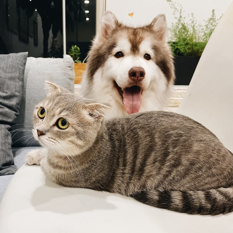 Ascophyllum nodosum Powder for Dogs and Cats - Oral Hygiene - Reduces Dental Plaque and Tartar, Prevents Bad Breath - 100g Pot - Developed in France