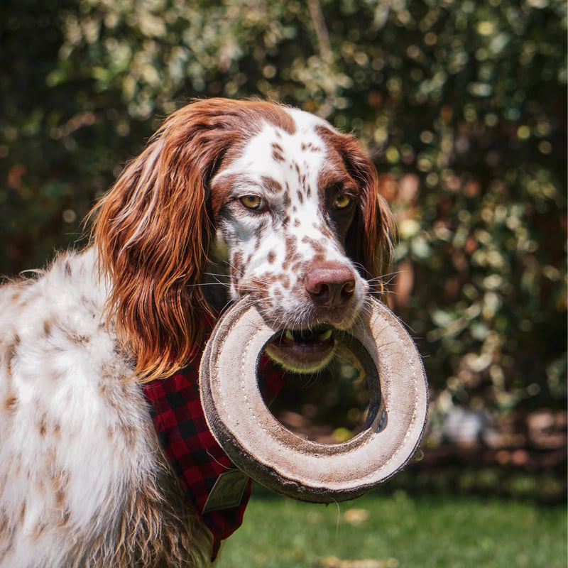 Tall Tails Ring Natural Leather Fetch Toy for Dogs - BeesActive Australia