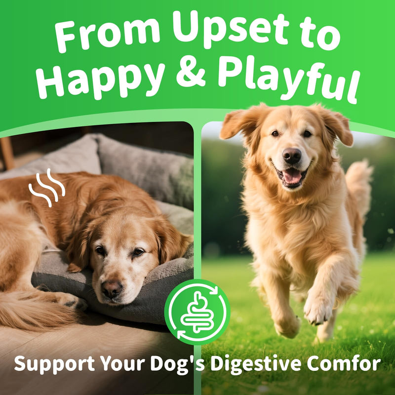 Dog Probiotics & Digestive Enzymes – Pumpkin Fiber Chews for Gut Health, Diarrhea & Upset Stomach Relief, Gas & Stool Support, Beef Flavor Soft Chews – 90 Count 90 Count (Pack of 1)
