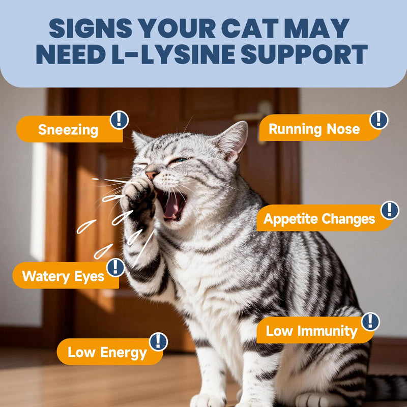 Cat Lysine Paste & Cat Lysine Chews - Support Immune Health, Normal Eye Function and Respiratory Health - Immune System, Normal Eye Function and Respiratory Health