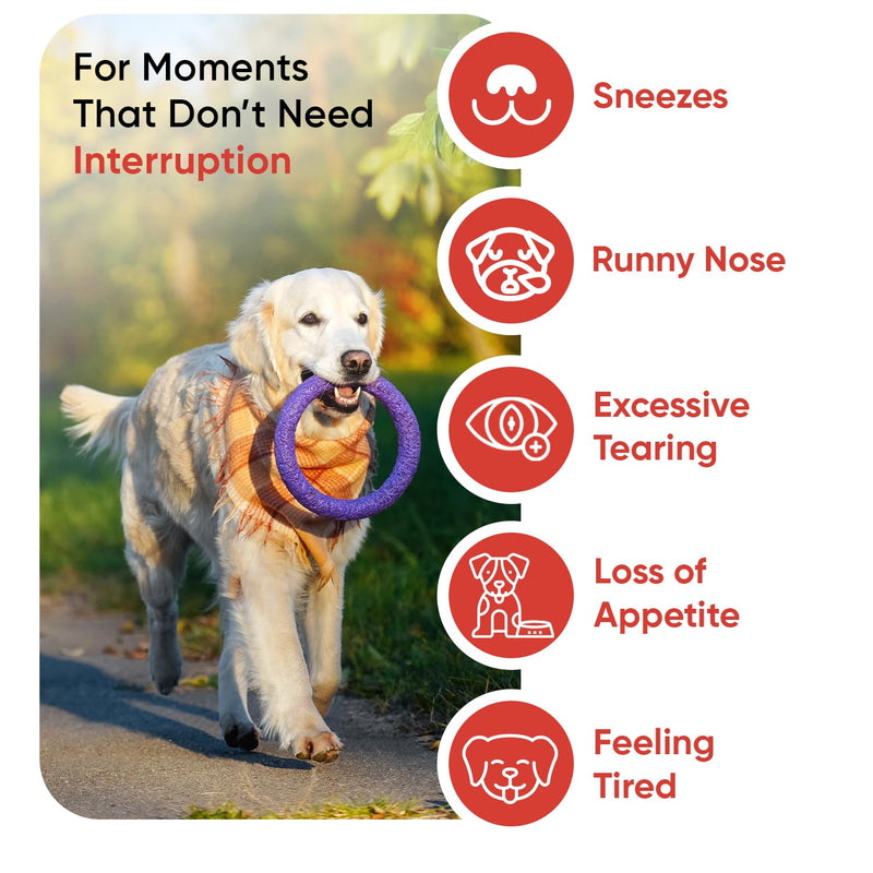 animigo L-Lysine For Dogs 250g - For Sneezing, Watery Eyes & Reduced Appetite - With Added Vitamin B6 & Magnesium - Rich in Amino Acid - For Dog's Natural Immunity - Scoop Included