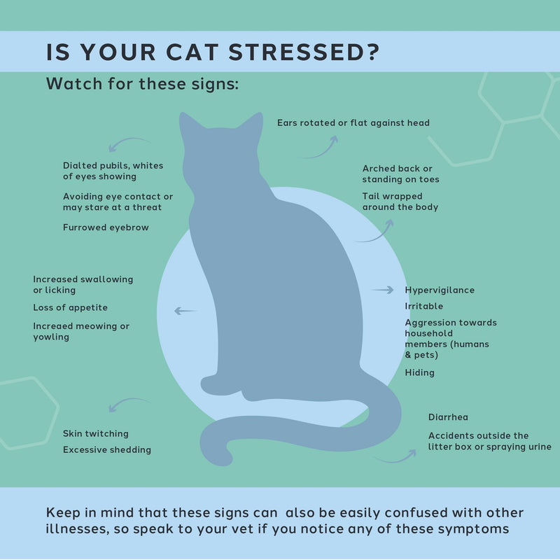 CharlieTheVet Calm Care, Salmon Flavour, Pet Calming Supplement, Capsules, Dogs & Cats, L-Tryptophan, L-Theanine, Valerian Root, 50 Capsules, Anxiety & Stress Relief