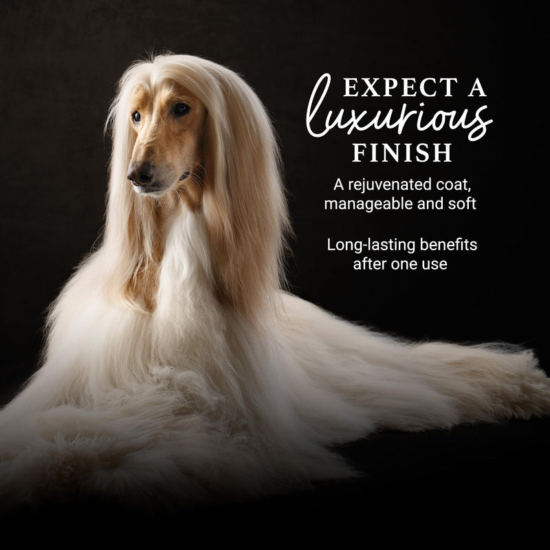 iGroom Deshedding & Detangling Dog Conditioner, Luxury Pet Beauty Care, Loosen Tangles + Unwanted Undercoat, Adds Shine + Volume, Made in USA (16 OZ) 16 OZ - BeesActive Australia