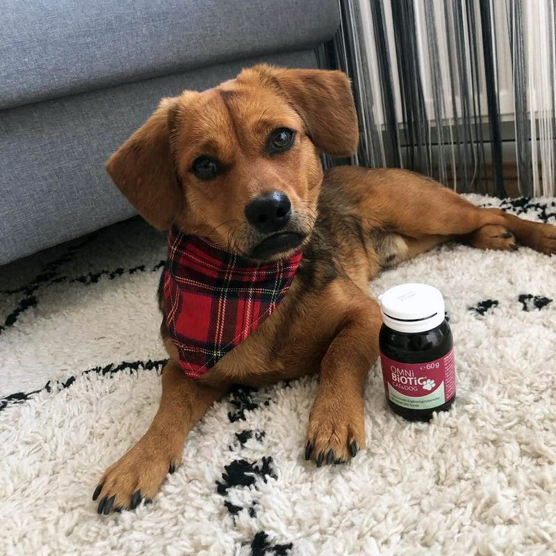 OMNi BiOTiC CAT & DOG | Probiotic for Cats & Dogs with Digestive Problems | Easy to Use with Wet or Dry Food | Suitable for Cats and Dogs of all Ages | Probiotic Powder | 60 g