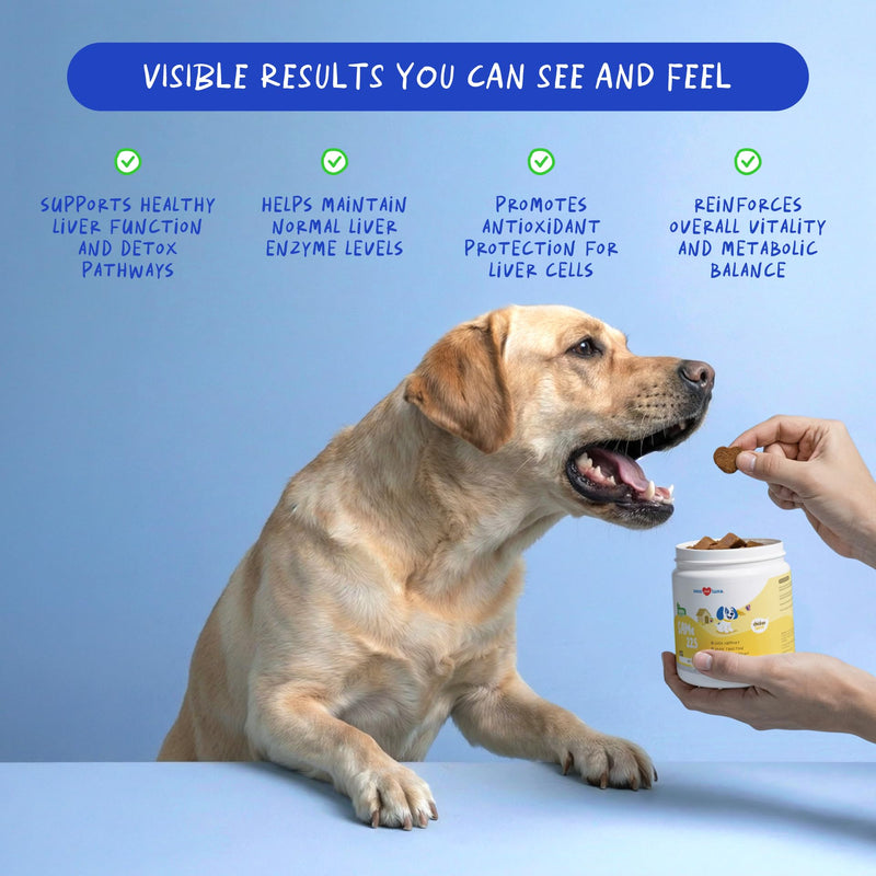 Same for Dogs 90 Soft Chews - Liver, Brain & Cognitive Support | S-Adenosyl-L-Methionine in 90 soft chews. Promotes liver function, cognitive support & mood balance for dogs. SAMe Soft Chews