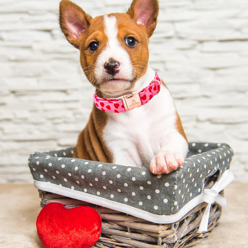 Lionheart glory Valentine's Day Collar, Red Hearts Dog Collars for Medium Cute Dog Collars Spring Female Pet Gift Adjustable Heavy-Duty Dog Collar Holiday Medium (Pack of 1） - BeesActive Australia
