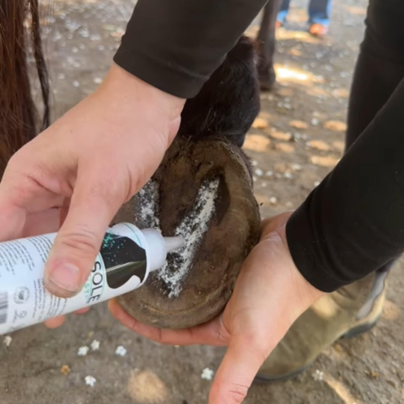 Thrush Dry Powder Treatment for Horses Thrush Dust - an All Natural Powder for Thrush Treatment 4 oz. - BeesActive Australia