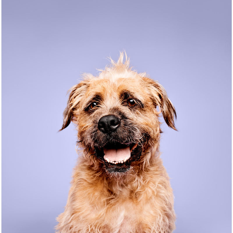 Paul Mitchell Pet Super Bright Shampoo, 16.9 oz. - BeesActive Australia