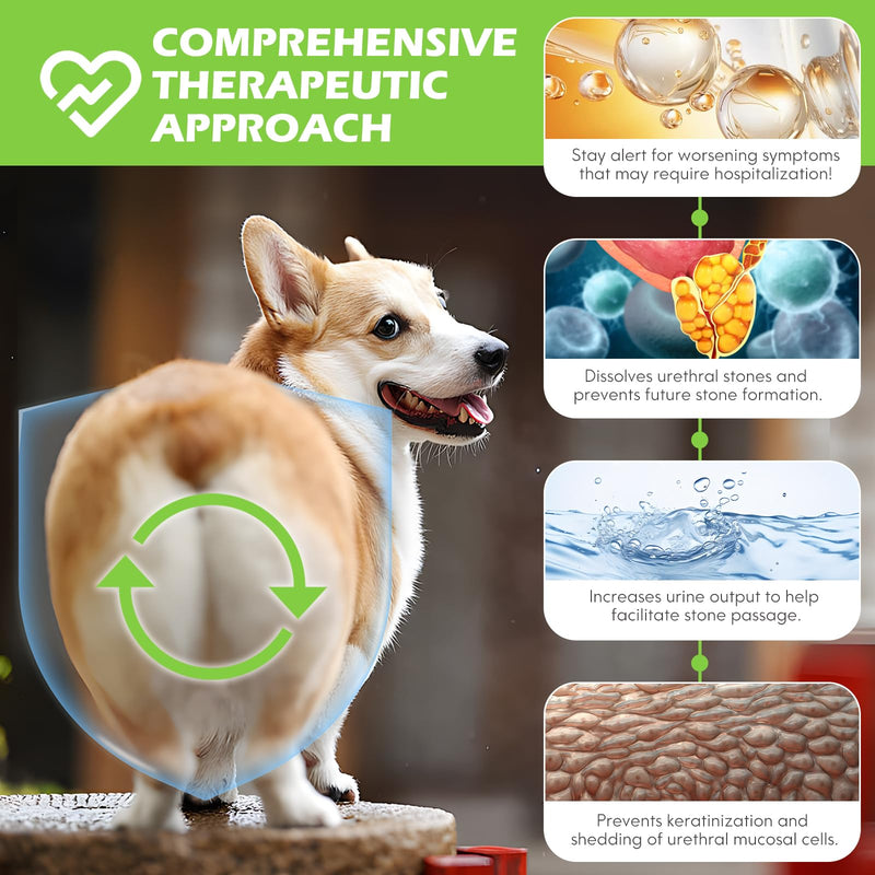 ZTSMSWY Dog Urinary Tract Infection Treatment, Dog UTI Treatment, Natural UTI Care Drops, Prevention Incontinence & Bladder Stones, Keep Pet Renal Health & UTI Care Drops 60ML - BeesActive Australia
