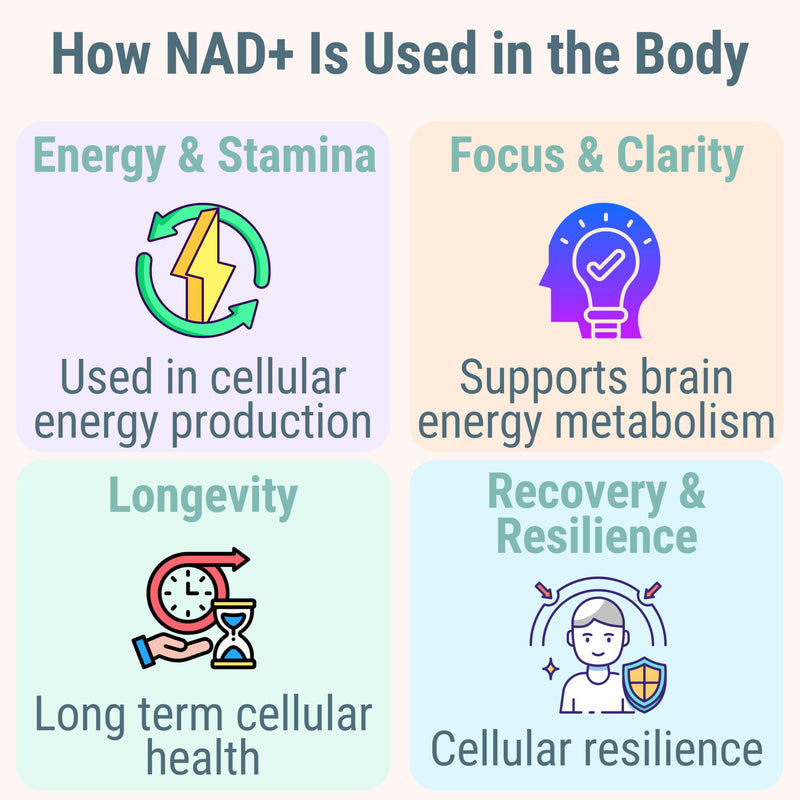 SHIZAM NMN NMNH NAD+ Gummies – NAD Supplement with Reduced Nicotinamide Mononucleotide, TMG (Trimethylglycine, Betaine) & Trans-Resveratrol, Methylated B-Complex