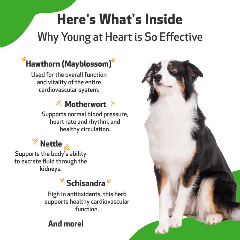 Pet Wellbeing Young at Heart for Dogs - Heart Health, Circulatory & Cardiovascular System, Hawthorn, Motherwort, Schisandra - Veterinarian-Formulated Herbal Supplement 2 fl oz (59 ml) 2 oz. - BeesActive Australia