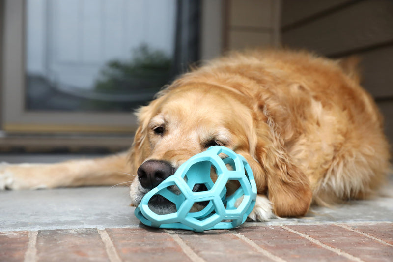 JW Pet HOL-ee Roller™, Dog Toy Puzzle Ball, Natural Rubber, Large (5.5” Inch Diameter), Blue - BeesActive Australia