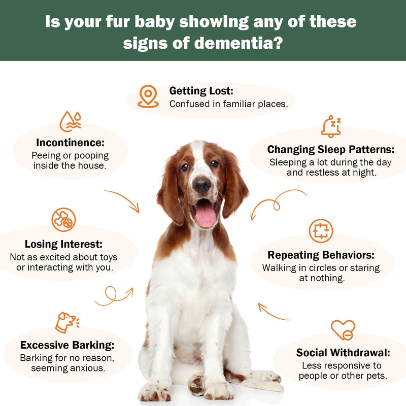 Senior Dog Supplements for Brain Health & Nervous System Support, Mushroom Supplement for Dogs, Dementia Supplement for Calming & Relaxation, Addresses Getting Lost, Social Withdrawal - 59 ML - PawsPlanet Australia
