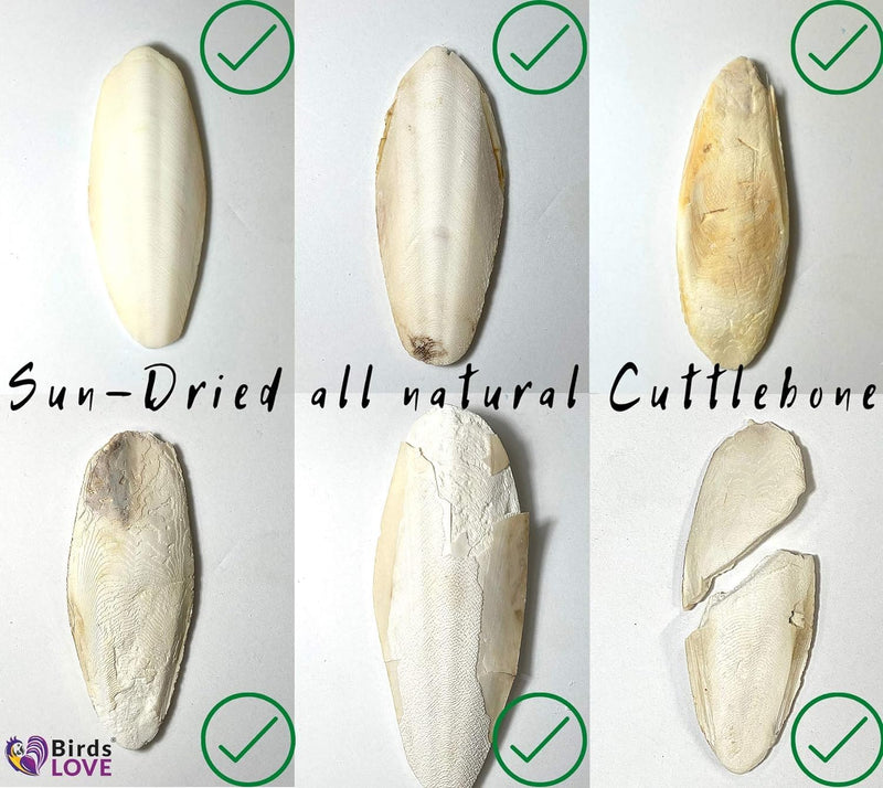 Birds LOVE Natural Cuttlebone – Premium Calcium for Cockatiel, Parrots, Tortoise, Snails, Crabs and Chinchillas - Pure Cuttlebone for Birds - Parakeet Food and Bird Treats - 2 Pack, Size 3.5 to 4" 3.5" - 4" 2 Count (Pack of 1) - BeesActive Australia
