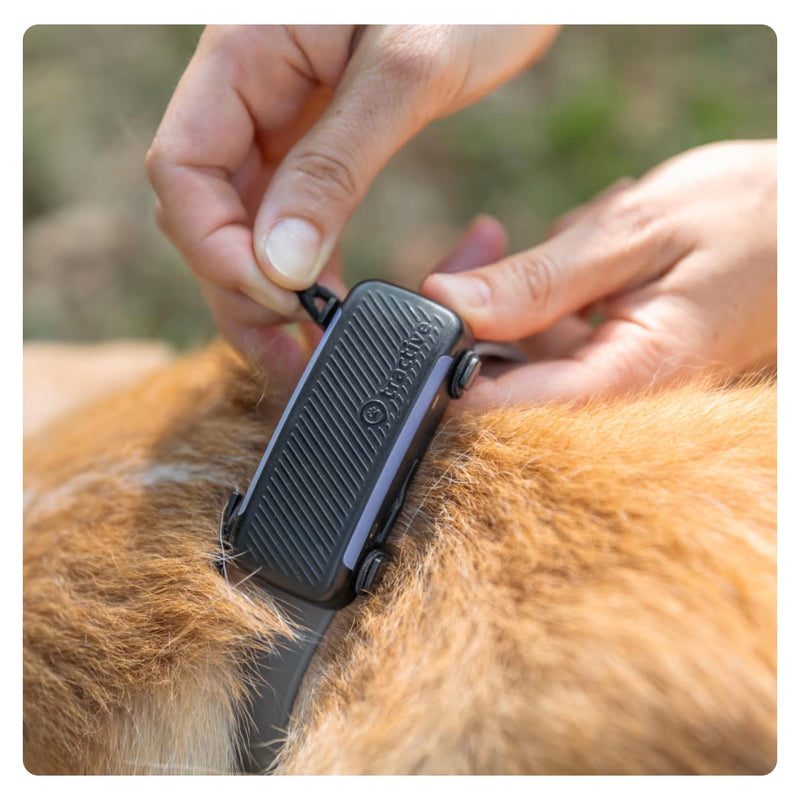 Tractive 2 PCS. Textile clips for Tractive Dog 6 GPS Tracker (Black) - L - BeesActive Australia
