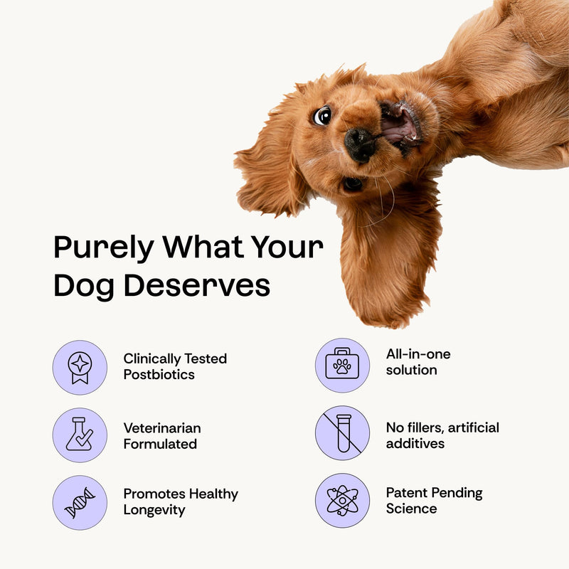 Daily Probiotic + Prebiotic + Postbiotic Dog Supplement Powder | 12-in-1 Gut, Joints, Allergy, Immunity, Calming & Oral Health | Human-Grade, No Artificial Flavors, No Fillers - 30 Sachets