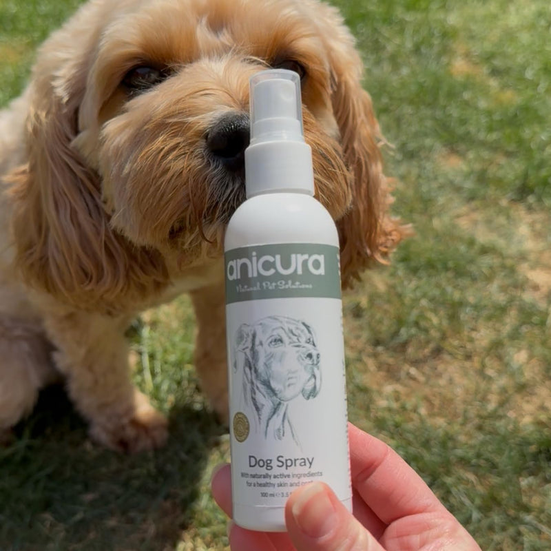 Anicura Dog Spray - instant relief for itchy, dry skin & allergies. Helps reduce scratching, licking & discomfort. Gentle, natural care for small, medium & large dogs. Bundle Value (2 × 100ml pack)