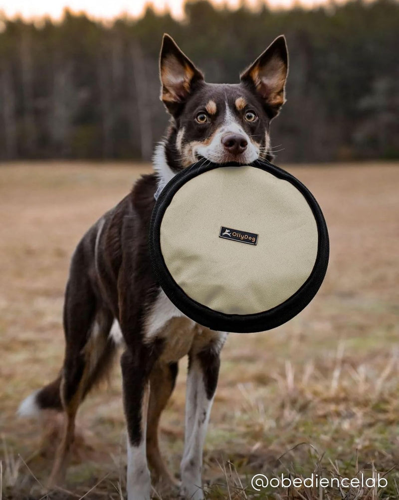 OllyDog Flyer Disc, Dog Frisbee, Lightweight and Floating, Dog Toys Interactive, Dog Stuff, Gentle on Teeth and Gums (Strawberry Ice) Strawberry Ice - BeesActive Australia